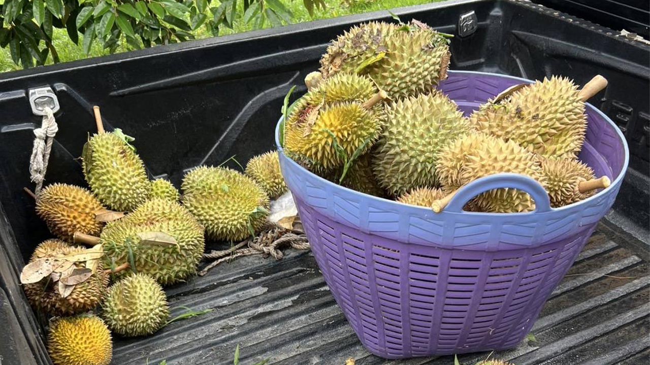 ทุเรียนกวนจากสวนยัยนัน