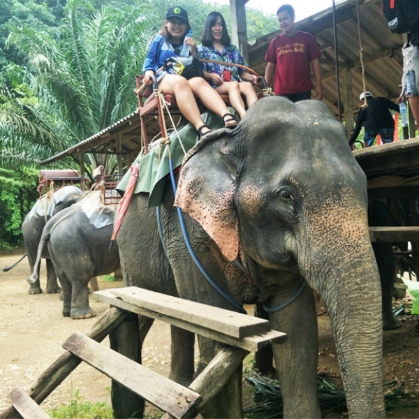 ขี่ช้าง เที่ยวป่าเขาสก - Image 3