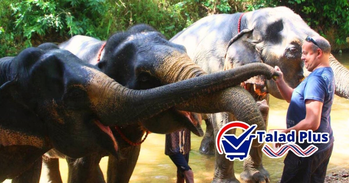 ขี่ช้าง เขาสก