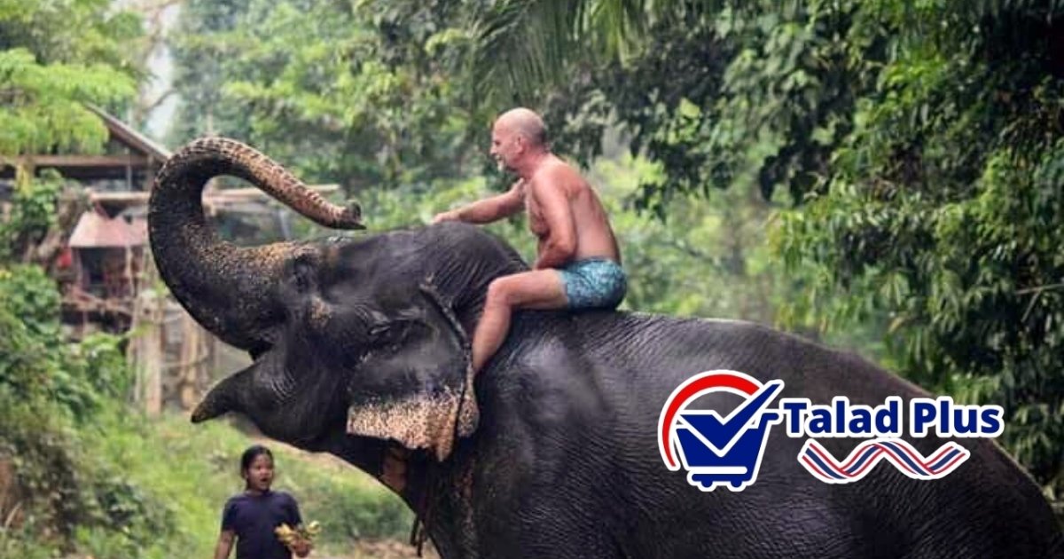 อาบน้ำช้าง เขาสก