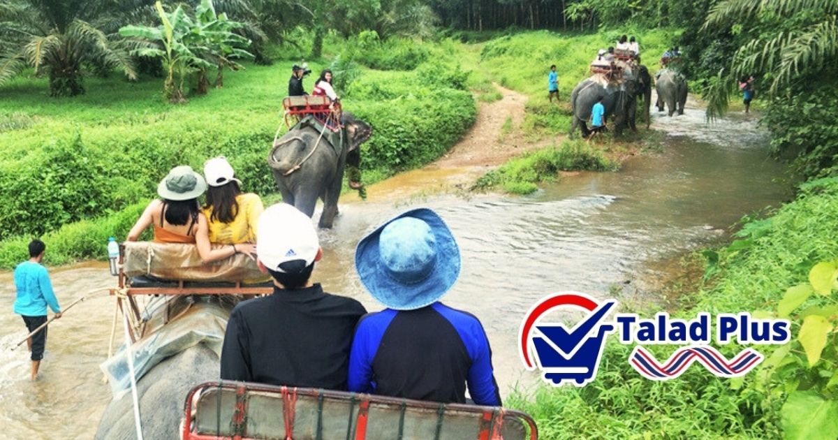 ขี่ช้าง เที่ยวเขาสก