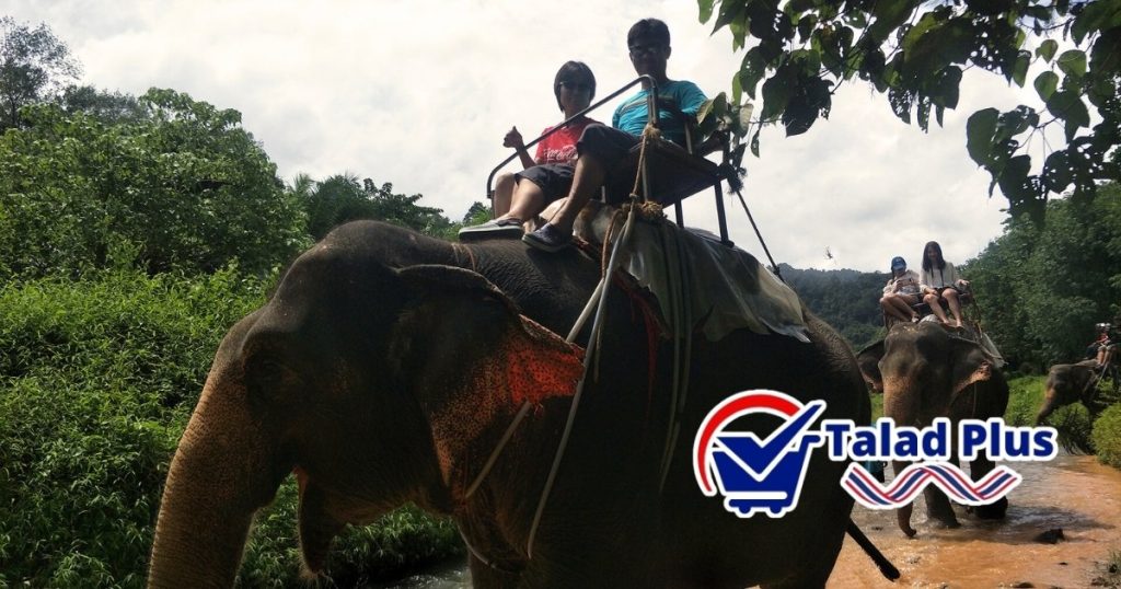 ขี่ช้าง เที่ยวเขาสก