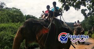 ขี่ช้าง เที่ยวเขาสก