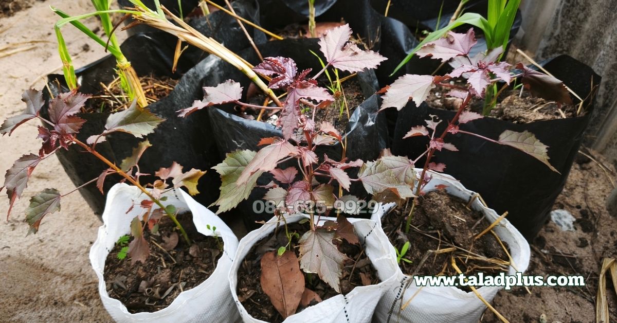 ชบาเมเปิล