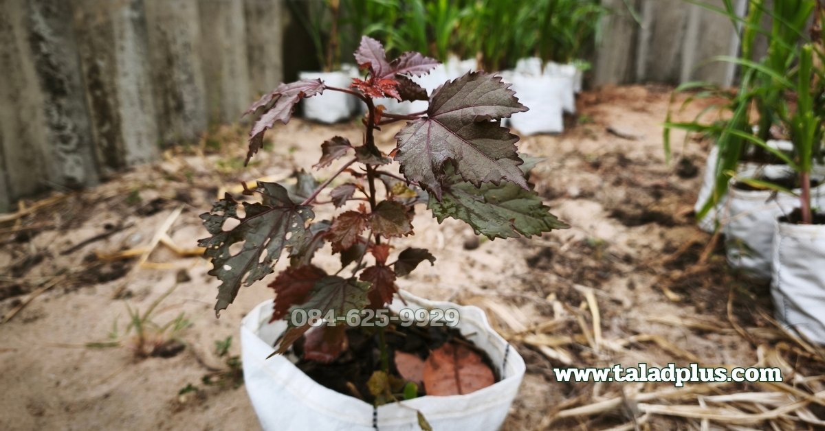 ปลูกชบาเมเปิล