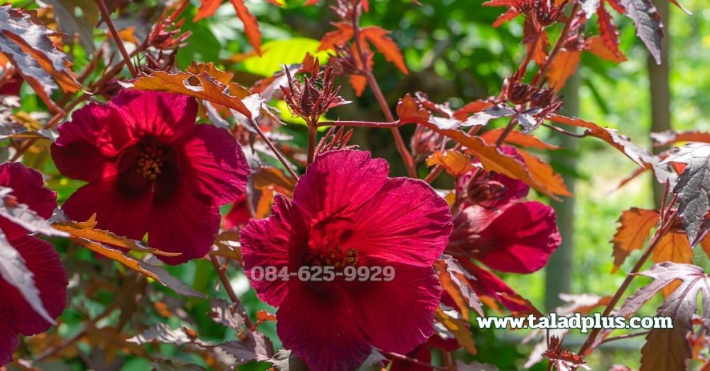 ชบาเมเปิล