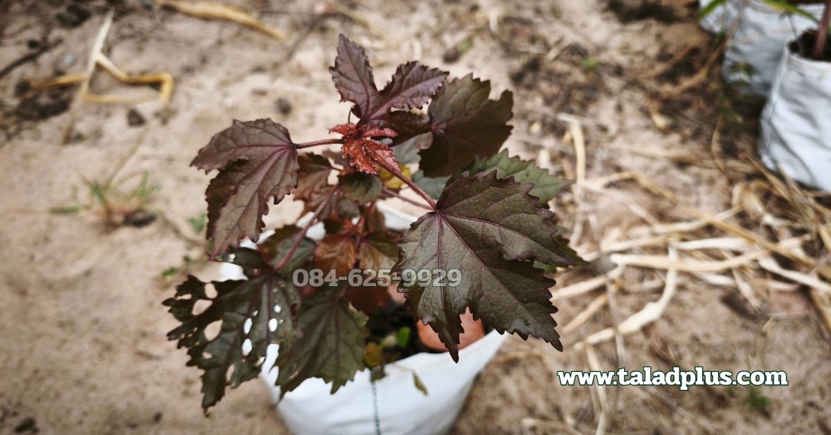 ปลูกชบาเมเปิล