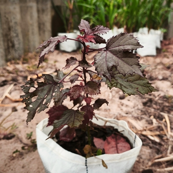 ชบาเมเปิล - Image 3