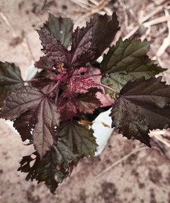 ต้นชบาเมเปิล