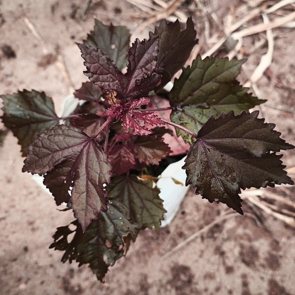 ต้นชบาเมเปิล