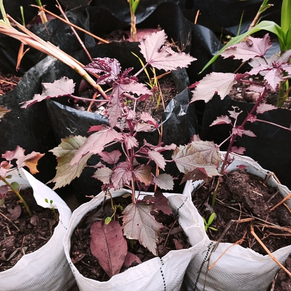 ชบาเมเปิล - Image 2