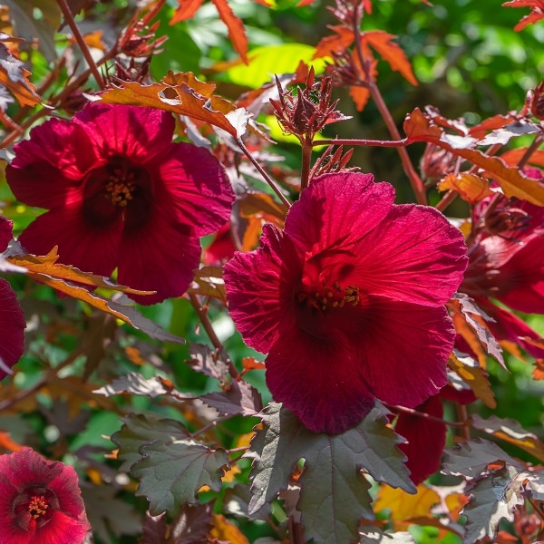 ชบาเมเปิล - Image 4