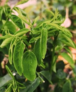 ผักหวานบ้าน