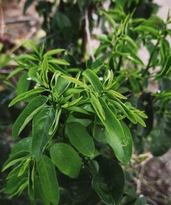 Alternative view of ผักหวานบ้าน