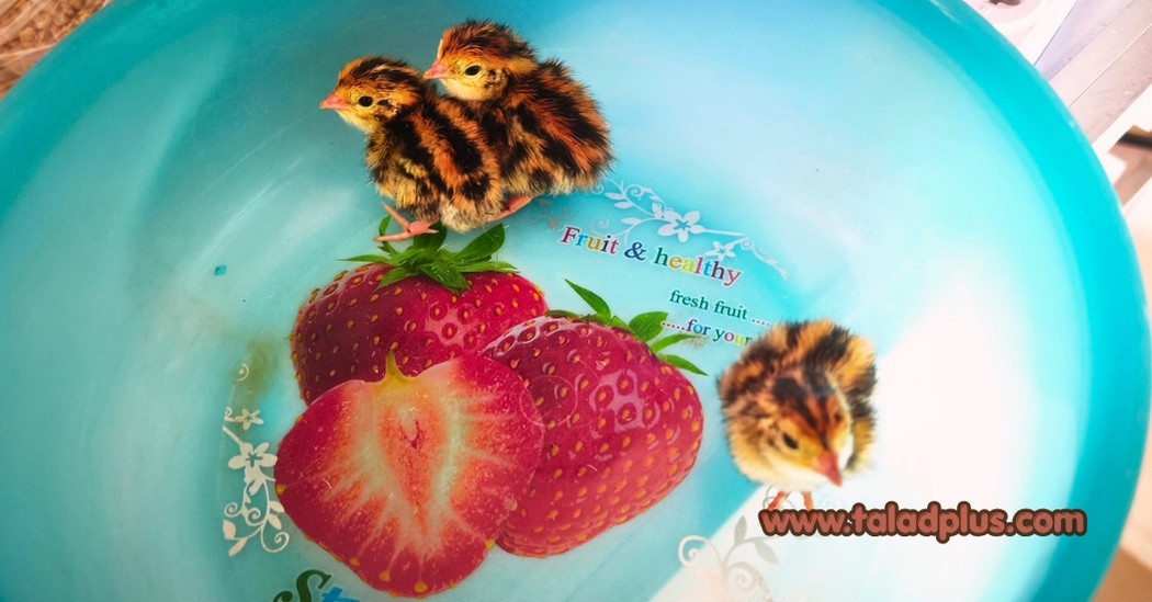 ฟักไข่นกกระทา