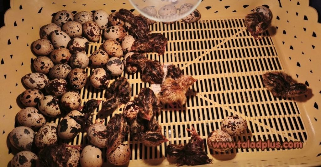 ฟักไข่นกกระทา