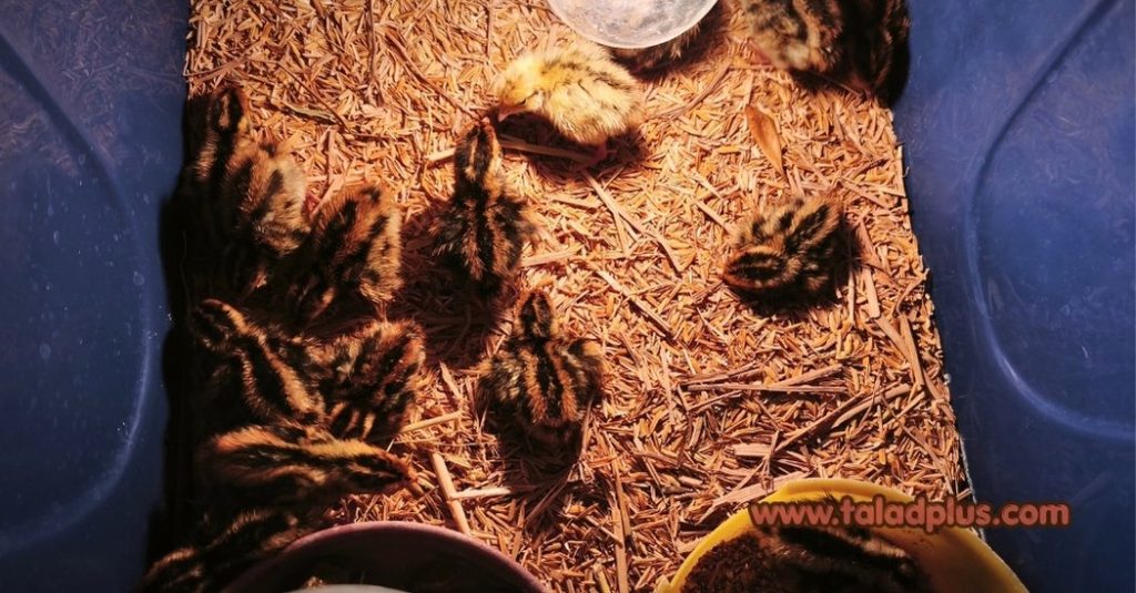 ฟักไข่นกกระทา