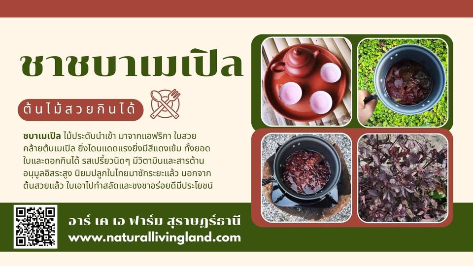 ชบาเมเปิล