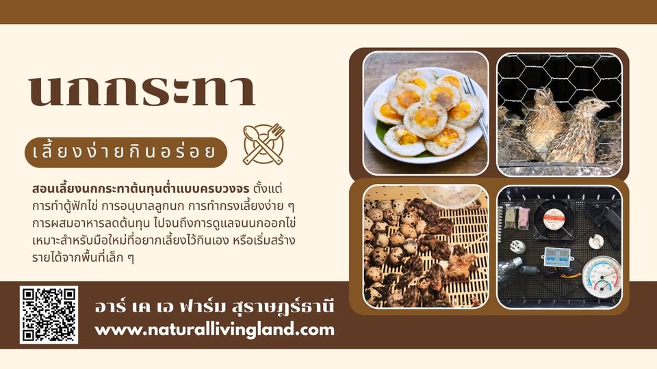 เลี้ยงนกกระทา