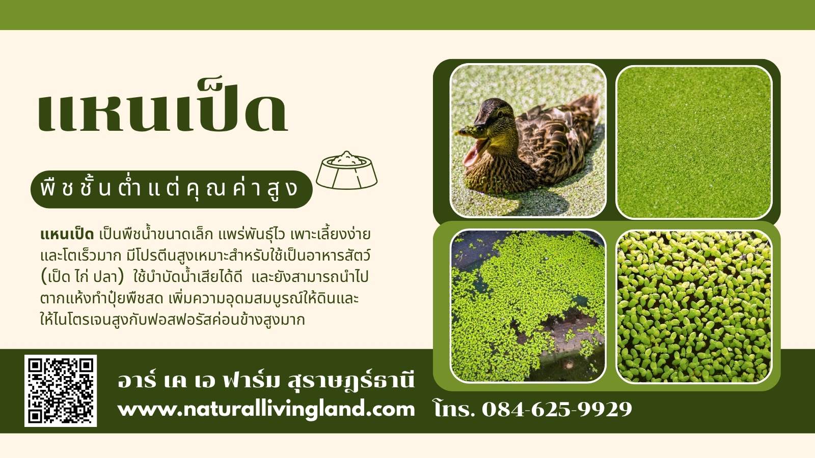 เพาะเลี้ยงแหนเป็ด