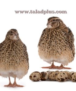 ชุดเริ่มต้นเลี้ยงนกกระทา