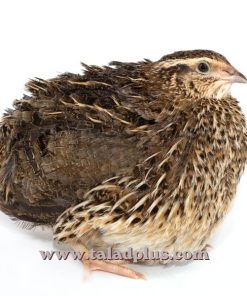 Alternative view of ชุดเริ่มต้นเลี้ยงนกกระทา