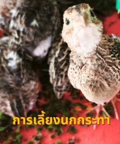 เลี้ยงนกกระทาแบบครบวงจร