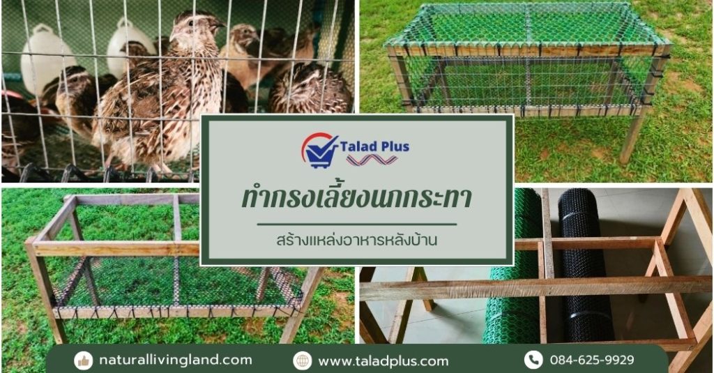 ทำกรงเลี้ยงนกกระทา