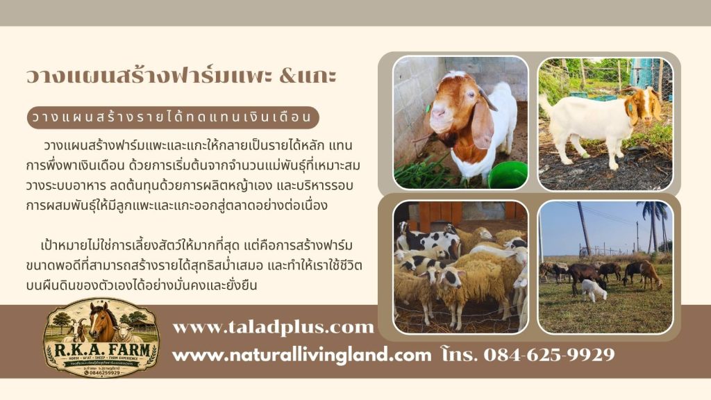 สร้างฟาร์มแพะ